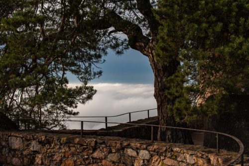 Kiefer mit Nebel im Tal